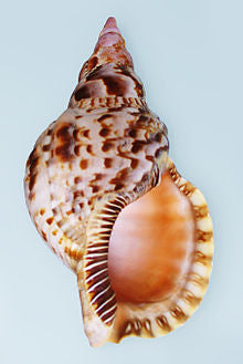 Triton's Trumpet Shells - 7 - 8 inches - Haiti