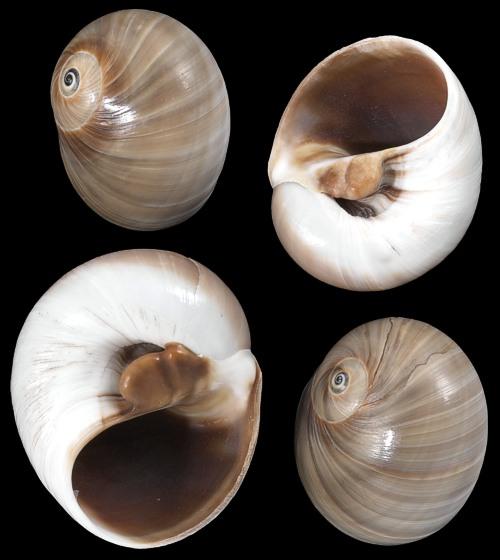 Whales Eyes - Phalium Glaucum Shell 5 Pack of various sizes