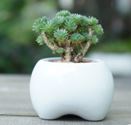 White Plant Pot Tooth Size: 7 x 9 x 6.1 cm