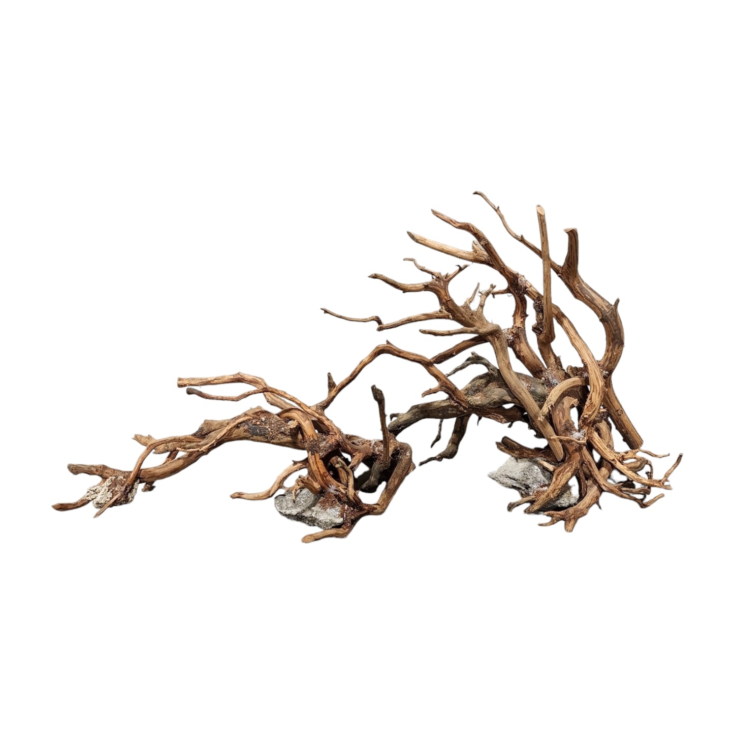 24 inch - Wave DRIFTWOOD - 60cm - Indonesia - NEW923 - #9F