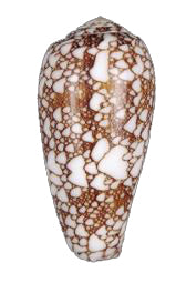 Conus Omaria - 2 + inches