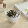 White Plant Pot Tulip Shape Size: 9.3 x 7 x 5.8 cm