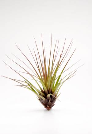 Tricolor Melanocrater - Petite 4.25 INCH + Tillandsia Air Plant