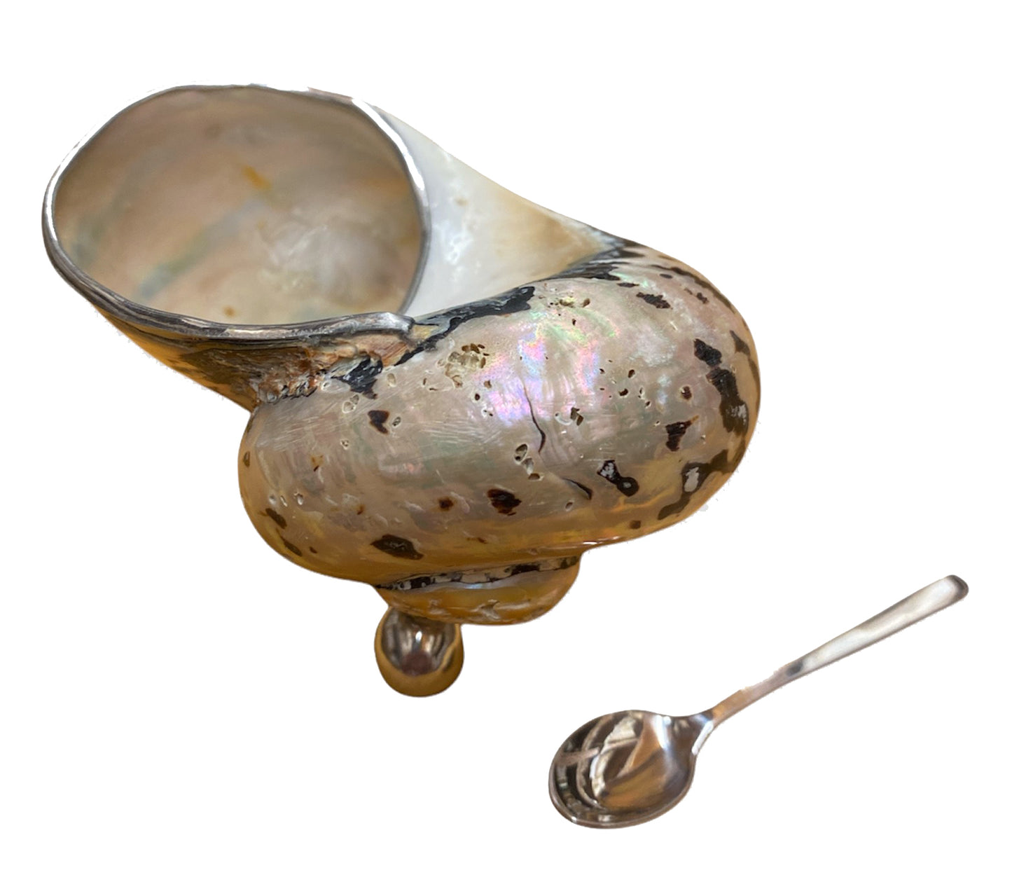 TURBO SAMARTICUS SEA SHELL on Silver Metal Stand with Spoon - 3 inch - NEW921