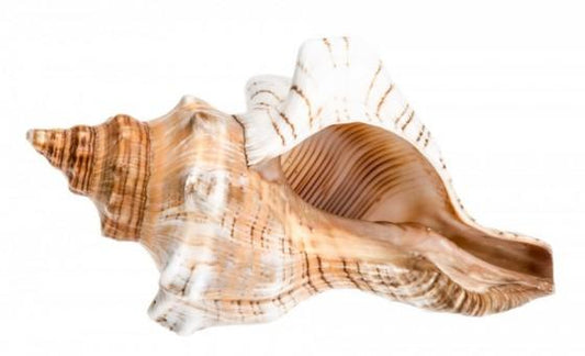 Fox Conch Shell - Fasciolaria Trapezium Linne 44-46mm opening size