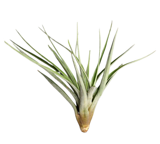 Fasciculata Tricolor - Tillandsia Air Plant - 11-12 cm - MINI - 4 INCH