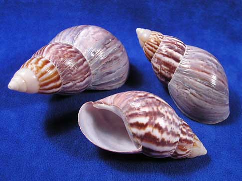 Japanese Land Snail Shell 36-38mm opening size