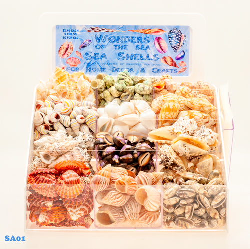 SEASHELL 12 POCKET DISPLAY WITH 12.5 KG OF SHELLS