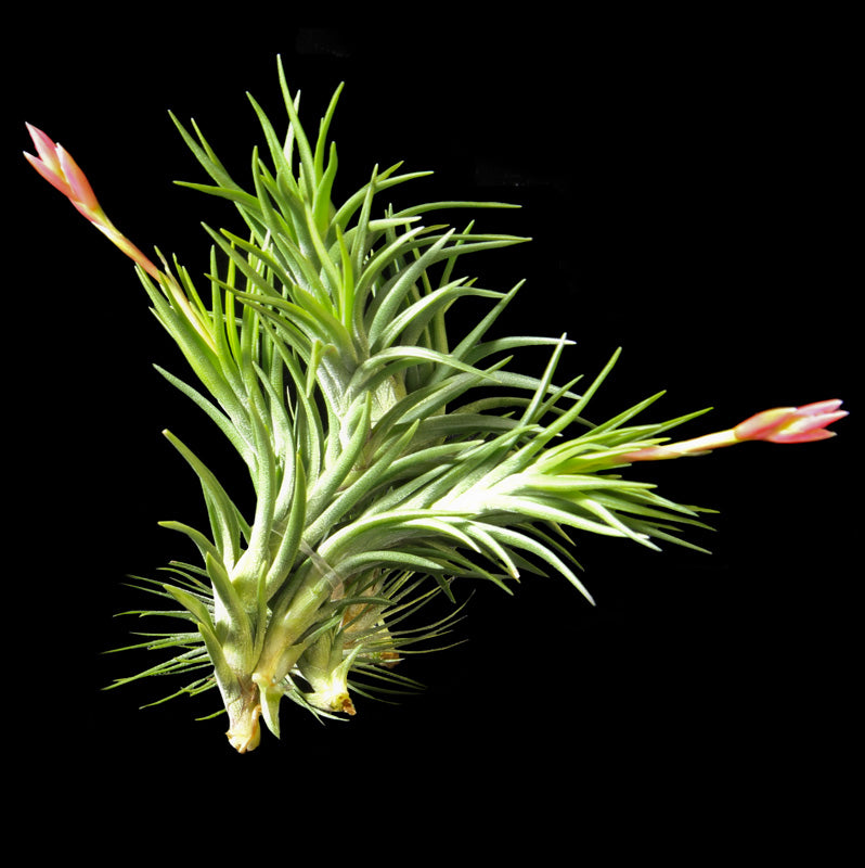 Arujei Tillandsia ? pouce