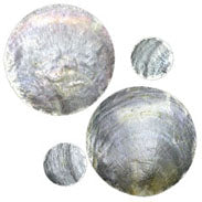 Capiz Round Discs - 3 inches in diameter