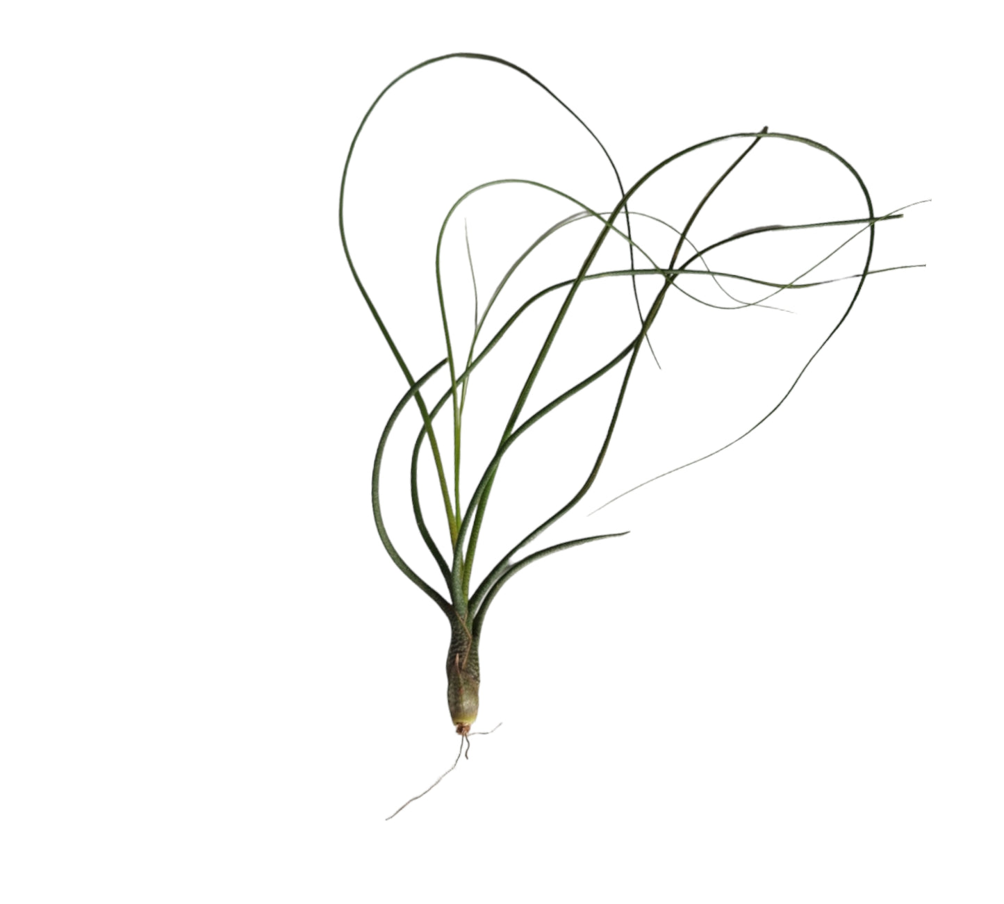 Plante aérienne Butzii Tillandsia XL 20 cm - 7,75 pouces