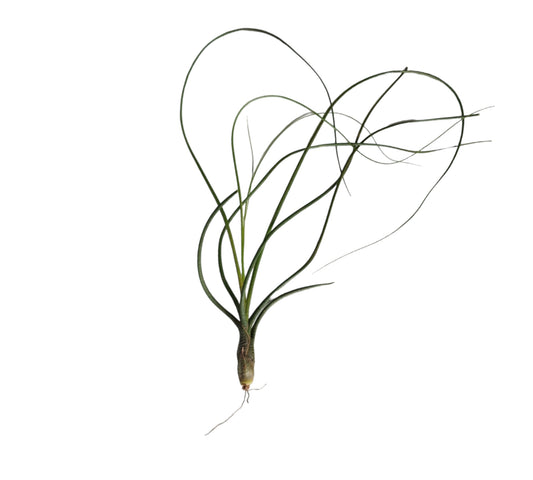 Plante aérienne Butzii Tillandsia XL 20 cm - 7,75 pouces