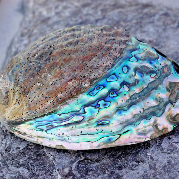 Half Polished Paua Abalone - Haliotis Iris - 4  inches