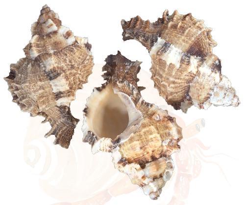 Apple Murex Hermit Crab Shells - Phyllonotus Pomum 5 Pack of various sizes