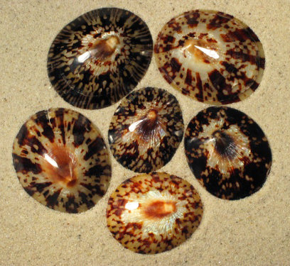 Oval Polished Limpet Shells CELLINA TESTUDINARIA - 2.5 inch +