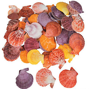 1 KG - Pecten Nobilis Halves Assorted Colors - 2.5 - 3.5 inch - Philippines