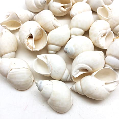 Babylonia Zeylandica Shell (White) 18-20mm opening size