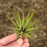 Fasciculata Tricolor - Tillandsia Air Plant - 11-12 cm - MINI - 4 INCH