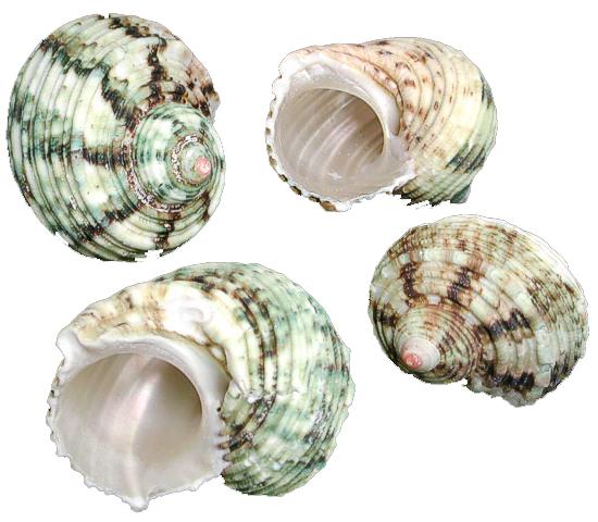 Green Turbo  Hermit Crab Shell - Turbo Setosus  28-30mm opening size
