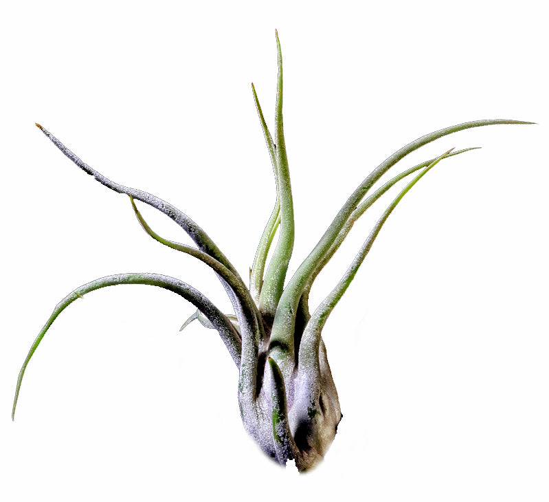 Caput Medusae Tillandsia Large - 11 - 13 cm - 4.5 inch +