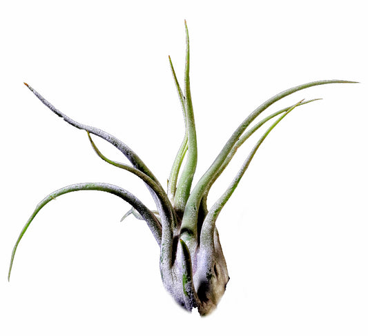 Caput Medusae Tillandsia Grand - 11 - 13 cm - 4,5 pouces +