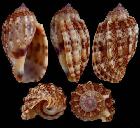 Harpa Articularis / Amouretta Shell Harpa Amouretta 38-40mm opening size