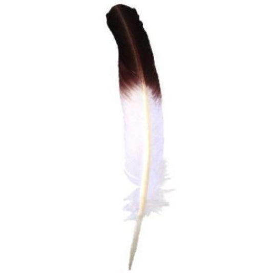 WILD TURKEY Quill FEATHERS White with Brown Tip 11.75 inch + 30cm + w/header