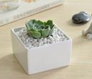 White Plant Pot Squared Dish Size: 7.3 x 7.3 x 4.4 cm / 6.5 x 5cm