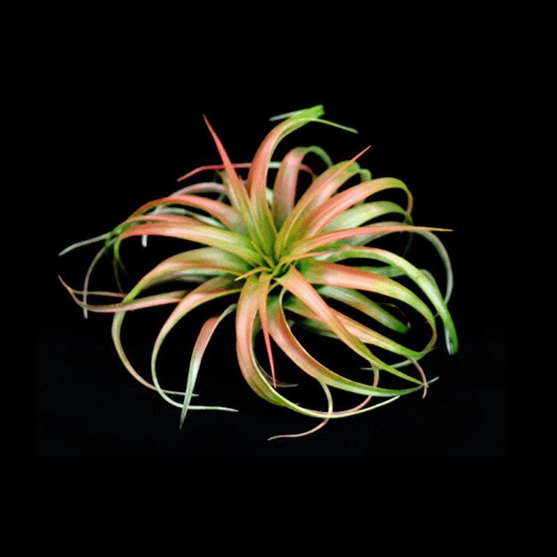 Capitata Select - Tillandsia Air Plant (précommande uniquement)