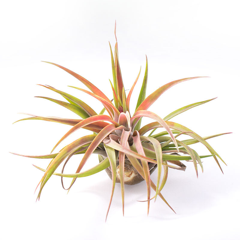 Veluntina - Brachycaulos Abdita - Tillandsia Air Plant - Medium - 8 to 9 cm