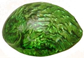 Corrugata Abalone Teint Vert/Bleu - 5 pouces