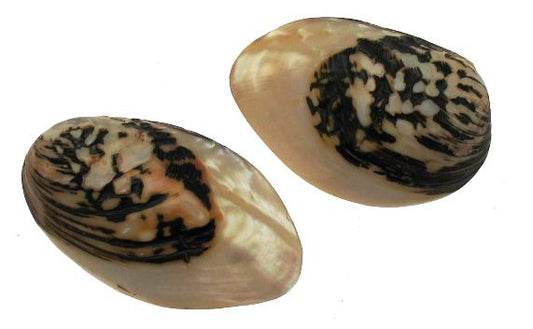 Half Polished Frog Mussel Pairs - 3 - 4  inches
