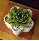 White Plant Pot flower Shape