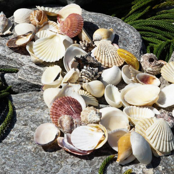 2 KG - Bag Of Assorted Shells - 2 - 3 inches - Philippines ...