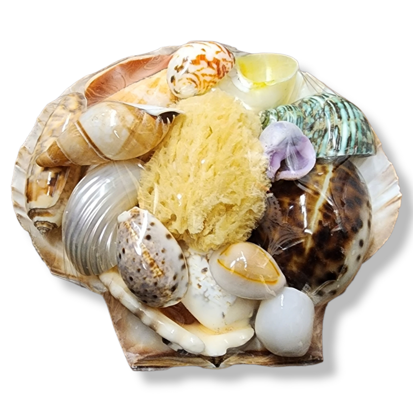 NATURAL HERMIT CRAB SHELL PACK W/SEA SPONGE