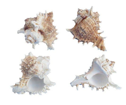 Murex Ramosa Shell 46-48mm opening size