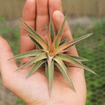 Veluntina - Brachycaulos Abdita - Tillandsia Air Plant - Small - 6 to 7 cm