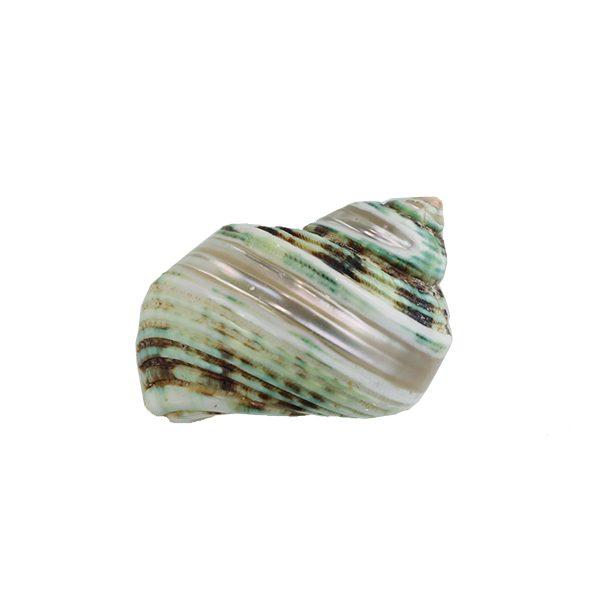 Striped Silver Mouth Turbo Hermit Crab Shells - Turbo Argyrostomus