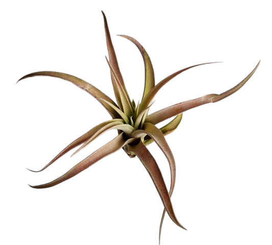 Capitata - Moyen - 8 à 9 cm 3 pouces + Tillandsia Air Plant