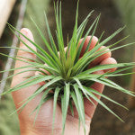 Stricta Tillandsia air plant 7 inch Large