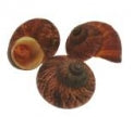 Helicostila Alabantenses - 1  inch