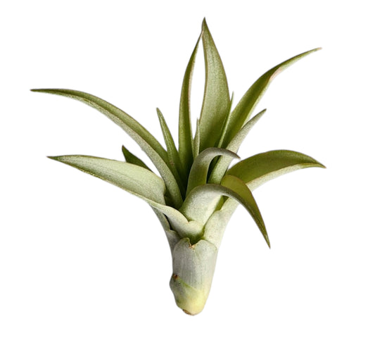 Brachycaulos Multiflora -  Tillandsia Air Plant - Large 10-11 cm 4+ inch