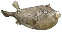 Parrot Fish - 12 + inches