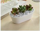 White Plant Pot Oblong Size: 12 x 7.5 x 4.3 cm