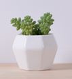 White Plant Pot Diamond Shape Size: 7.5 x 6.2 x 7 cm