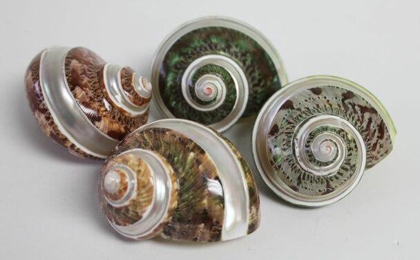 Banded Tapestry Turbo Hermit Crabs Shells - Turbo Petholatus (Banded) Polished 30-32mm opening size