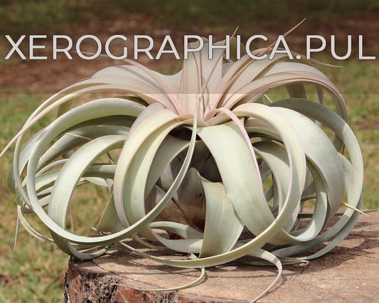 Xerographica Tillandsia air plant 4 inch Mini