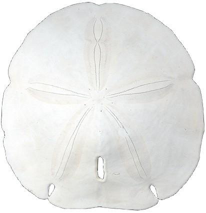 Arrowhead Sand Dollars - 3 - 4 inches