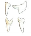 Mako Shark Teeth -  1.125 inches