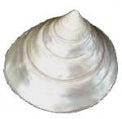 Pearlized Trochus - 1 - 2 inches